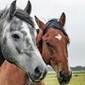 Meet your Posher, Malina